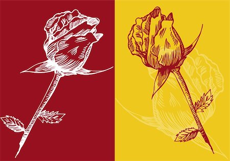 simsearch:400-04160980,k - Set of 2 blossomed roses with a red and yellow background. Stock Photo - Budget Royalty-Free & Subscription, Code: 400-04645687