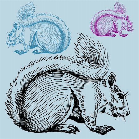 simsearch:400-04645691,k - Hand drawn image of a squirrel. Stock Photo - Budget Royalty-Free & Subscription, Code: 400-04645694