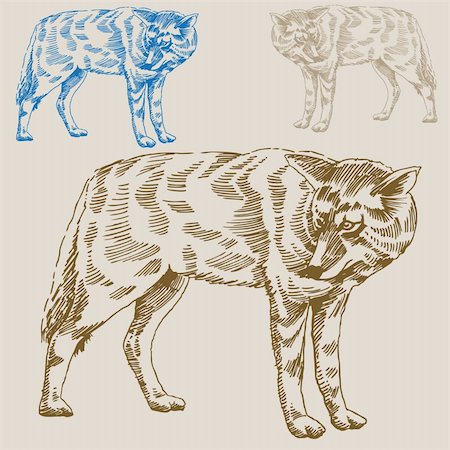 simsearch:400-04160980,k - Hand drawn image of a wolf. Stock Photo - Budget Royalty-Free & Subscription, Code: 400-04645725