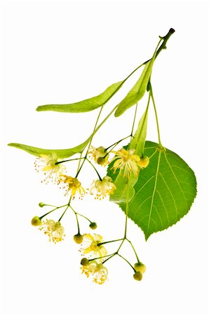 Isolated image of yellow linden flower and branch Stock Photo - Budget Royalty-Free & Subscription, Code: 400-04646165