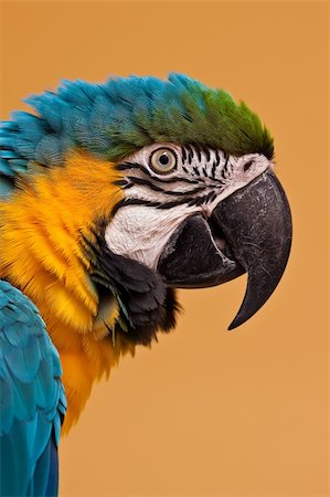 simsearch:400-04680215,k - Blue-and-yellow Macaw  Ara ararauna parrot Stock Photo - Budget Royalty-Free & Subscription, Code: 400-04646657