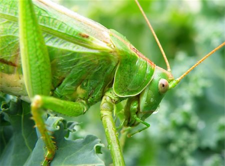 simsearch:400-04901085,k - Insect photo - macro detail of a green locust Fotografie stock - Microstock e Abbonamento, Codice: 400-04647166