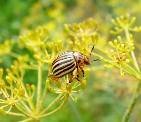 simsearch:400-05235027,k - very nice detail of a beetle sitting on plant Stockbilder - Microstock & Abonnement, Bildnummer: 400-04647173