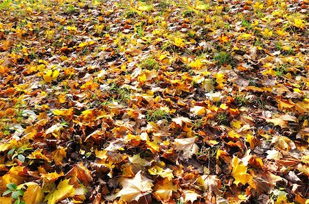 simsearch:400-04475632,k - background of colorful autumn leaves covering the ground Foto de stock - Royalty-Free Super Valor e Assinatura, Número: 400-04647353