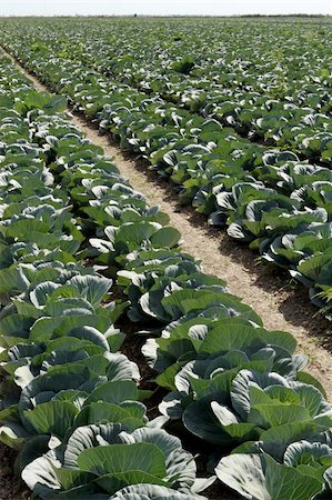 Cabbage field approaching crop season Stock Photo - Budget Royalty-Free & Subscription, Code: 400-04647393