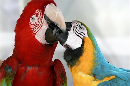 simsearch:400-04647402,k - Who said they cant kiss? Stock Photo - Budget Royalty-Free & Subscription, Code: 400-04647402