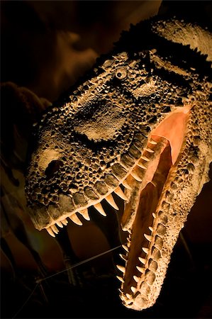 simsearch:400-03913382,k - Tyrannosaurus Rex dinosaur head model close up. Stock Photo - Budget Royalty-Free & Subscription, Code: 400-04647844