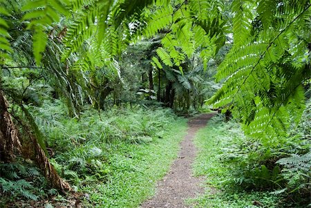 Track in the atlantic rainforest, south of Brazil. Photographie de stock - Aubaine LD & Abonnement, Code: 400-04647908