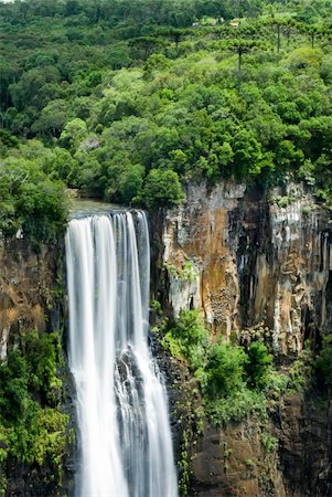 paraná pine - Natural Park of San Francisco of the Hope, the waterfall highest of south of Brazil with 196 meters. Foto de stock - Super Valor sin royalties y Suscripción, Código: 400-04647918
