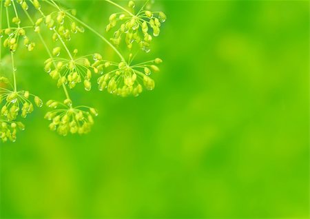 simsearch:400-04403996,k - Rain drops on seeds of fennel Stock Photo - Budget Royalty-Free & Subscription, Code: 400-04648027