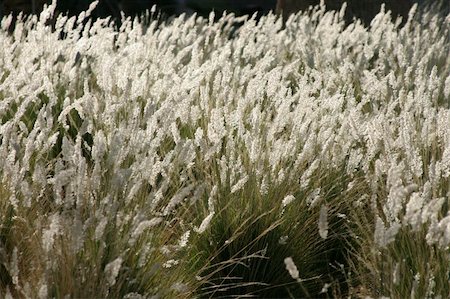 White grass blowing around in the wind against a dark background Stock Photo - Budget Royalty-Free & Subscription, Code: 400-04648206