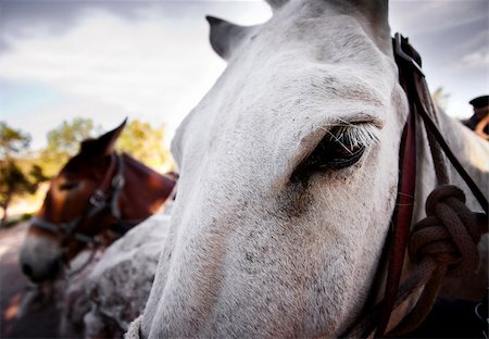 simsearch:400-07955646,k - Closeup on the eye of a pack mule near the Grand Canyon Stock Photo - Budget Royalty-Free & Subscription, Code: 400-04648435