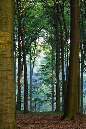 Misty morning forest in a bright sunlight Photographie de stock - Aubaine LD & Abonnement, Code: 400-04648619