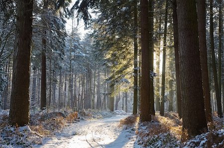 Sunny day in a snowy winter forest Photographie de stock - Aubaine LD & Abonnement, Code: 400-04648631