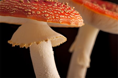 simsearch:400-09226011,k - fly mushroom Amanita muscaria colors of autumn Stockbilder - Microstock & Abonnement, Bildnummer: 400-04648817