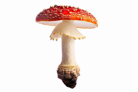 simsearch:400-07173981,k - fly mushrooms Amanita muscaria isolated on white Photographie de stock - Aubaine LD & Abonnement, Code: 400-04648848