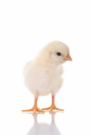 Photo of a cute baby chick, with reflection, over white background. Fotografie stock - Microstock e Abbonamento, Codice: 400-04649131