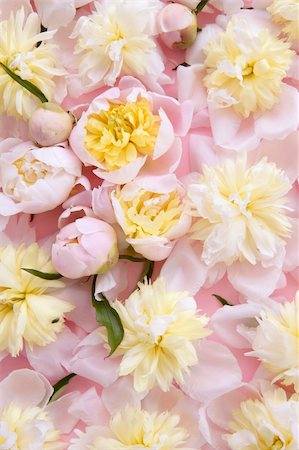 simsearch:400-05338918,k - colorful pink and yellow flowers background texture pattern Foto de stock - Super Valor sin royalties y Suscripción, Código: 400-04649256