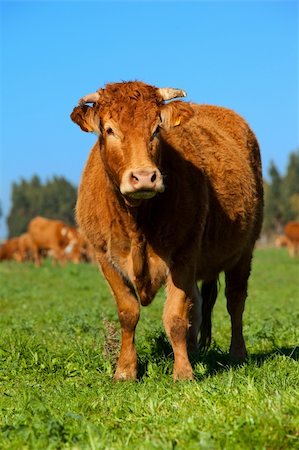The cow  on a green lawn Stock Photo - Budget Royalty-Free & Subscription, Code: 400-04649267