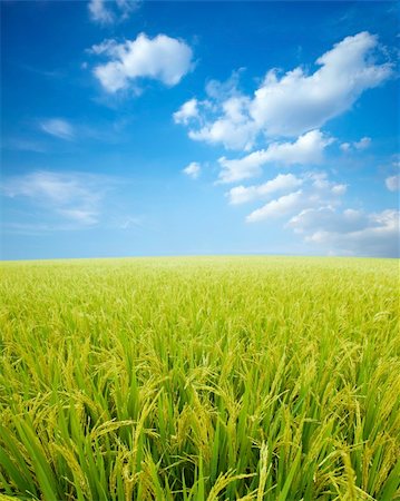 simsearch:400-03997550,k - Golden paddy rice field ready for harvest. Stock Photo - Budget Royalty-Free & Subscription, Code: 400-04649735