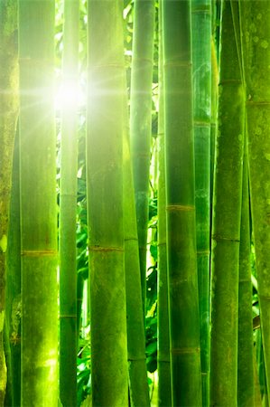 simsearch:400-07629553,k - Asian Bamboo forest with morning sunlight. Fotografie stock - Microstock e Abbonamento, Codice: 400-04649739