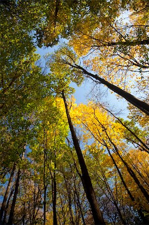 simsearch:400-06852043,k - autumn forest / bright colors of leaves / sunlight Fotografie stock - Microstock e Abbonamento, Codice: 400-04649905