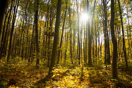simsearch:400-08336120,k - autumn forest / bright colors of leaves / sunlight / horizontal Foto de stock - Royalty-Free Super Valor e Assinatura, Número: 400-04649907