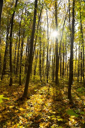 simsearch:400-06852043,k - autumn forest / bright colors of leaves / sunlight / vertical Fotografie stock - Microstock e Abbonamento, Codice: 400-04649909