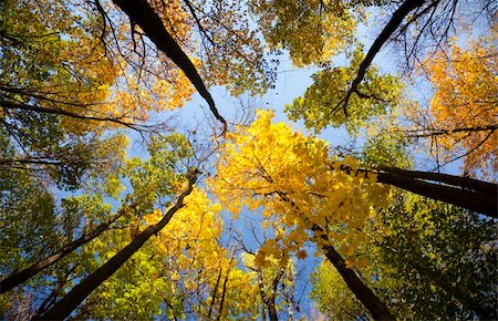 simsearch:400-06852043,k - autumn forest / bright colors of leaves / sunlight / horizontal Fotografie stock - Microstock e Abbonamento, Codice: 400-04649913