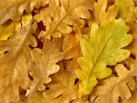 simsearch:400-04644582,k - bright autumnal oak leaves background Photographie de stock - Aubaine LD & Abonnement, Code: 400-04649958