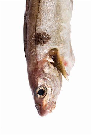 Cod isolated on white background Stock Photo - Budget Royalty-Free & Subscription, Code: 400-04649988