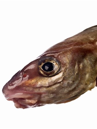 Close-up of a cods head isolated on white background Stock Photo - Budget Royalty-Free & Subscription, Code: 400-04649989