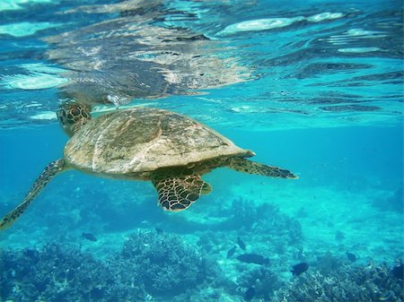 Sea turtle is swimming over a coral reef with various fish - is catching breath Photographie de stock - Aubaine LD & Abonnement, Code: 400-04640110