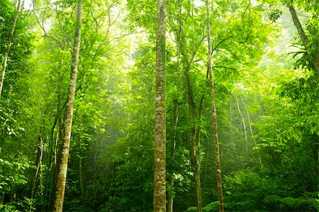 simsearch:400-04542931,k - Green forest with ray of light in morning. Foto de stock - Royalty-Free Super Valor e Assinatura, Número: 400-04640420