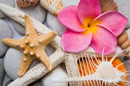 simsearch:400-04638537,k - Assorted seashell background shot in high key with a pink frangipani flower for that tropical touch. Photographie de stock - Aubaine LD & Abonnement, Code: 400-04640526