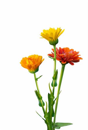 dole (artist) - Red, Yellow and orange immortelle flowers isolated on white Photographie de stock - Aubaine LD & Abonnement, Code: 400-04640573
