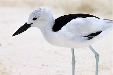 pluvier - A crab plover on the beach Photographie de stock - Aubaine LD & Abonnement, Code: 400-04640612