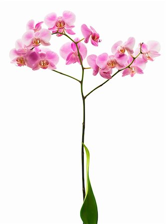 epiphytic orchid - Pink orchid flower isolated on white; clipping path added Stock Photo - Budget Royalty-Free & Subscription, Code: 400-04640844