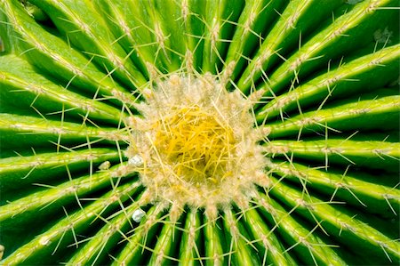 Cactus spherical thorn. Close up view. Photographie de stock - Aubaine LD & Abonnement, Code: 400-04641330