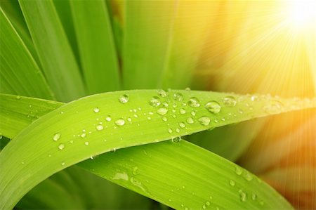 simsearch:400-04212257,k - Rain drops on a green leafs Stock Photo - Budget Royalty-Free & Subscription, Code: 400-04641759