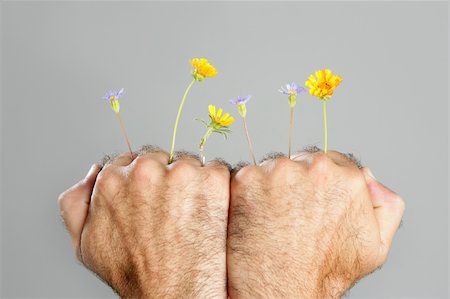 Concept and contrast of hairy man hand and spring flower fragility Stock Photo - Budget Royalty-Free & Subscription, Code: 400-04641825