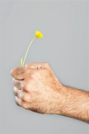 Concept and contrast of hairy man hand and spring flower fragility Stock Photo - Budget Royalty-Free & Subscription, Code: 400-04641844