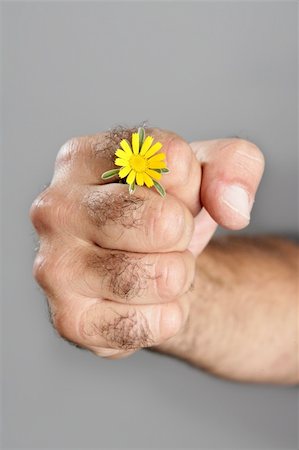 Concept and contrast of hairy man hand and spring flower fragility Stock Photo - Budget Royalty-Free & Subscription, Code: 400-04641845