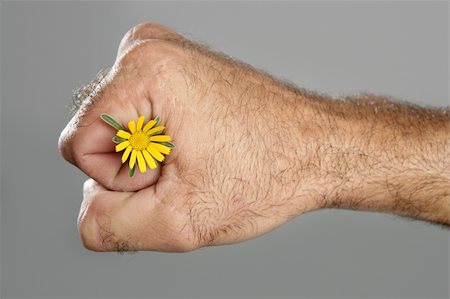 Concept and contrast of hairy man hand and spring flower fragility Stock Photo - Budget Royalty-Free & Subscription, Code: 400-04641848