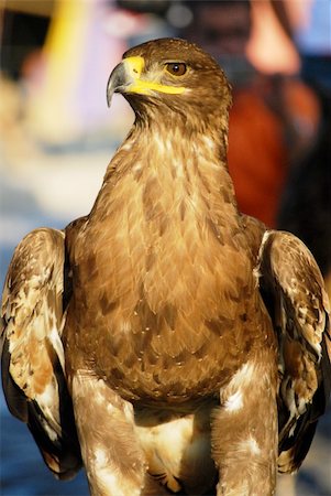 sun and eagle - Magnificient Eagle shot in a Festival Stock Photo - Budget Royalty-Free & Subscription, Code: 400-04641907