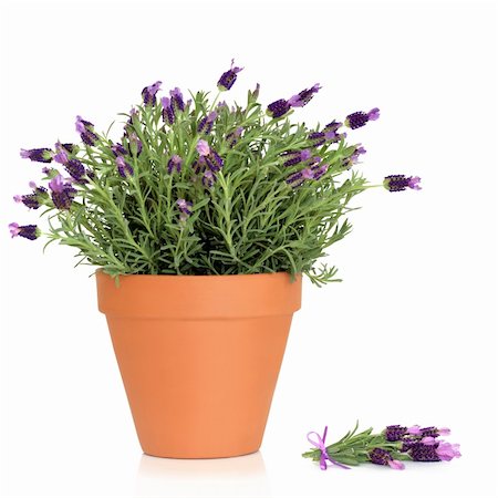 simsearch:400-05372314,k - Lavender herb plant in flower growing in a  terracotta pot, with flower sprig, over white background. Stockbilder - Microstock & Abonnement, Bildnummer: 400-04642040