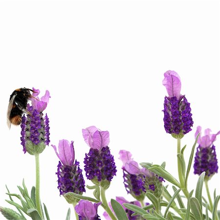 simsearch:400-05372314,k - Lavender herb flowers with a bumble bee gathering pollen, over white background. Stockbilder - Microstock & Abonnement, Bildnummer: 400-04642041