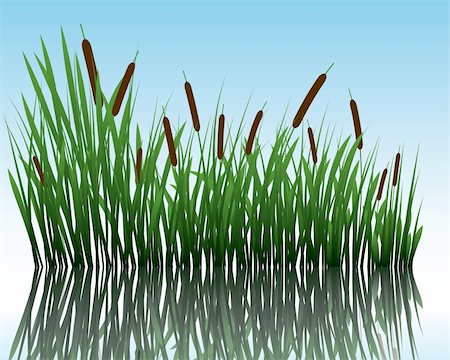 simsearch:400-04804407,k - Vector grass silhouettes background with reflection in water. All objects are separated. Stock Photo - Budget Royalty-Free & Subscription, Code: 400-04642181