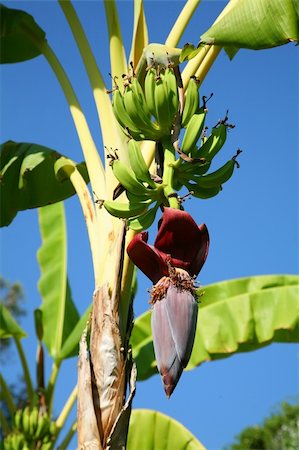 Bananas on a palm on a blue background Foto de stock - Royalty-Free Super Valor e Assinatura, Número: 400-04642462
