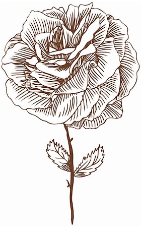 simsearch:400-04645691,k - Hand drawn image of a rose. Stock Photo - Budget Royalty-Free & Subscription, Code: 400-04642577
